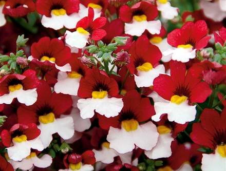 Nemesia9