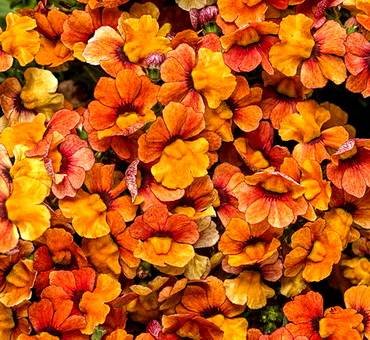 NemesiaBloodOrange