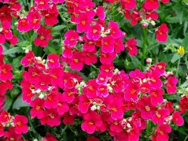 NemesiaCranberry