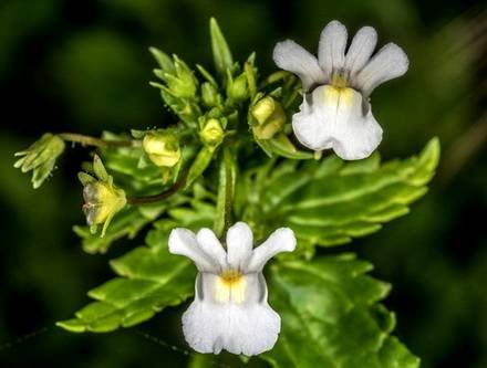 NemesiaFloribunda