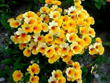 NemesiaNemoYellow