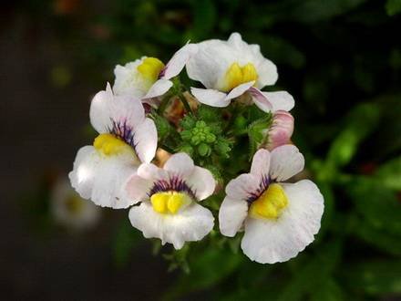 NemesiaStrumosa