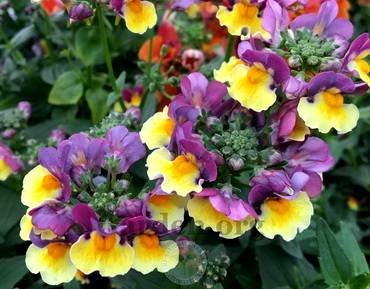 NemesiaYellowBicolor