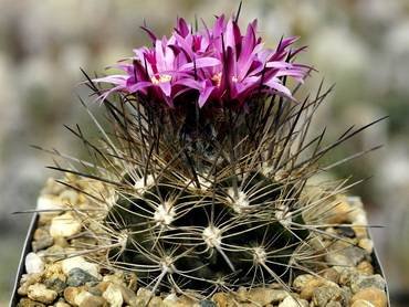 Neochilenia31