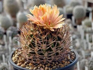 Neochilenia32