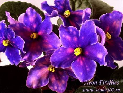 NeonFireflies1