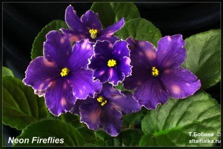 NeonFireflies4