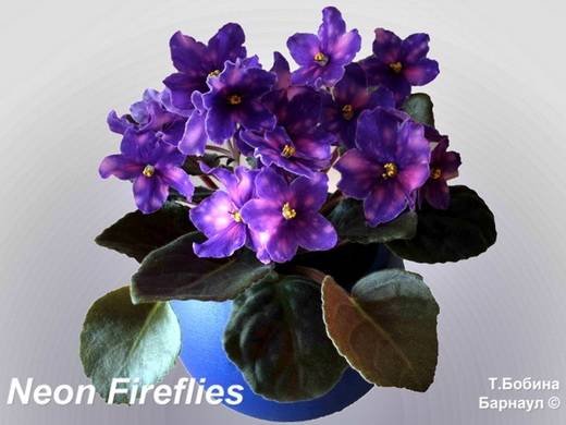 NeonFireflies5