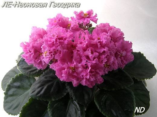 НеоноваяГвоздика5