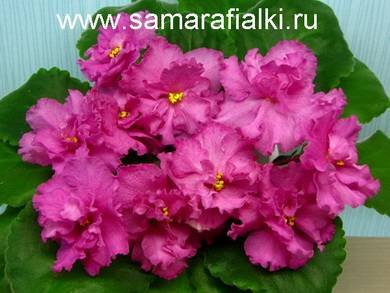 НеоноваяГвоздика8