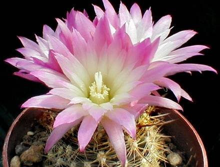 NeoporteriaChilensis