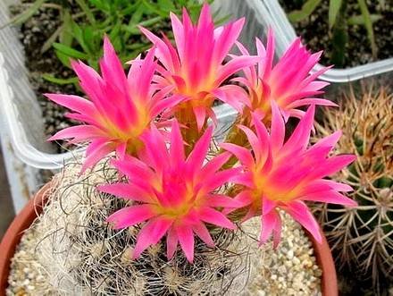 NeoporteriaGerocephala