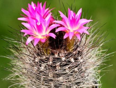 NeoporteriaMulticolor