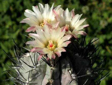 NeoporteriaPaucicostata