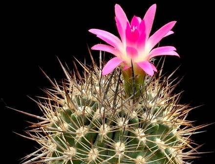 NeoporteriaSociabilis