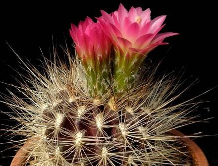 NeoporteriaSubgibbosa