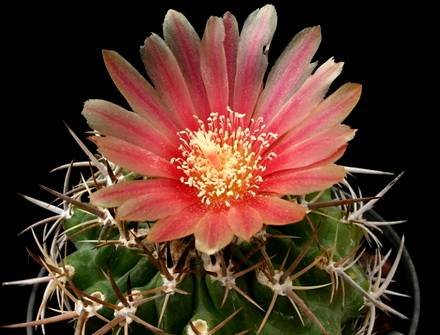 NeoporteriaTuberisulcata