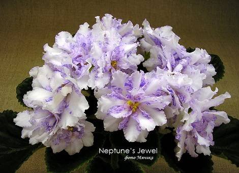 NeptunesJewels1