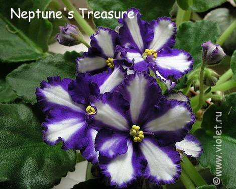 NeptunesTreasure1