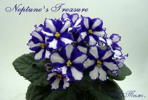 NeptunesTreasure6