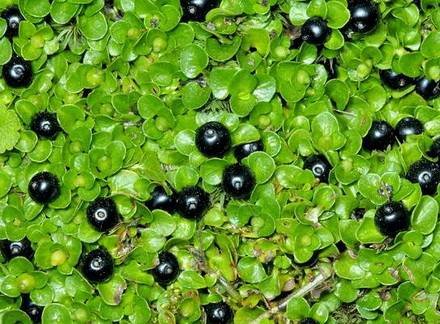 NerteraNigricarpa