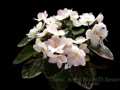 Ness'AngelBlush3