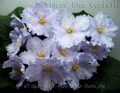 NessBlueConfetti2