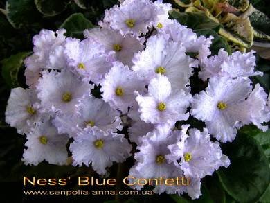 NessBlueConfetti4