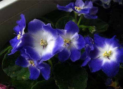 Ness'BlueberryKiss1