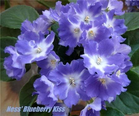 Ness'BlueberryKiss4.