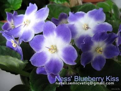 Ness'BlueberryKiss8