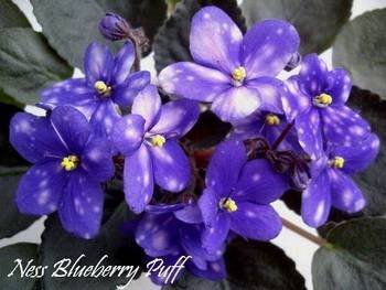 Ness'BlueberryPuff3