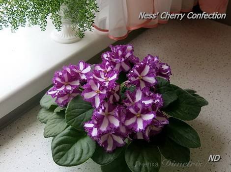 NessCherryConfection1