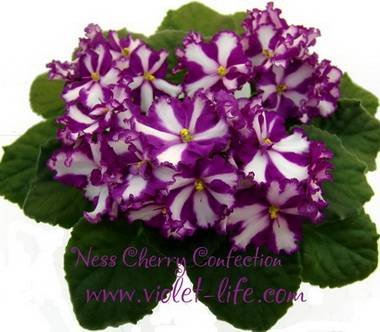 NessCherryConfection5