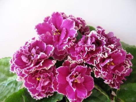 Ness'CranberryLace1