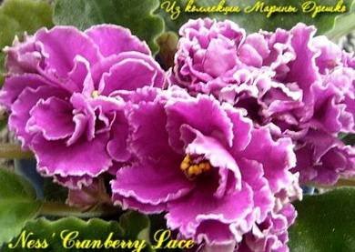 Ness'CranberryLace3