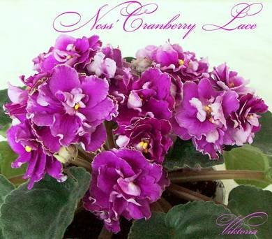 Ness'CranberryLace4