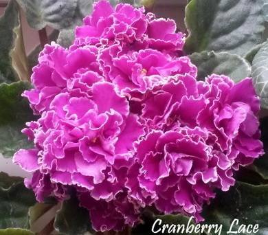Ness'CranberryLace5