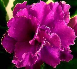Ness'CranberryLace9
