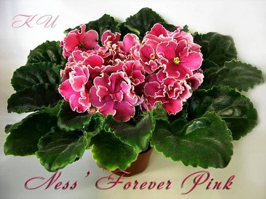 NessForeverPink6