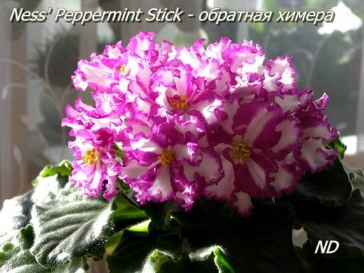 NessPeppermintStick6