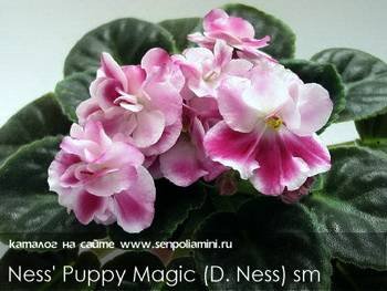 Ness'PuppyMagic2