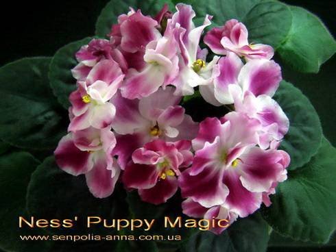 Ness'PuppyMagic5