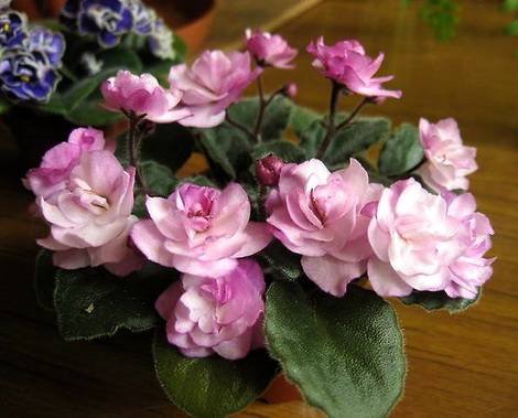 Ness'SatinRose1