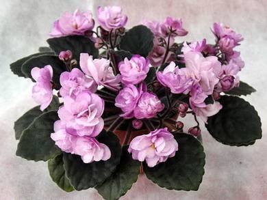 Ness'SatinRose8