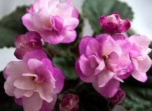 Ness'SatinRose9