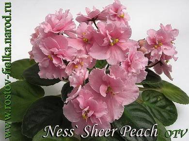 Ness'SheerPeach3
