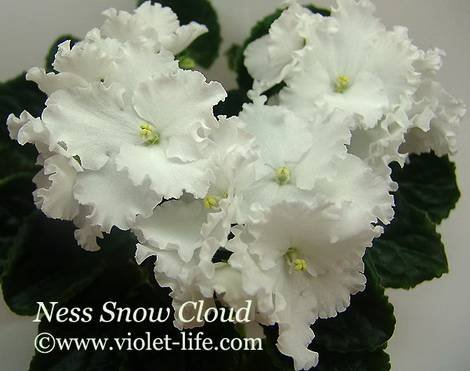 Ness'SnowClouds1