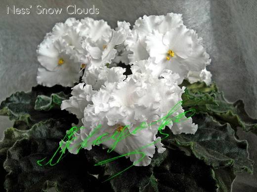 Ness'SnowClouds5