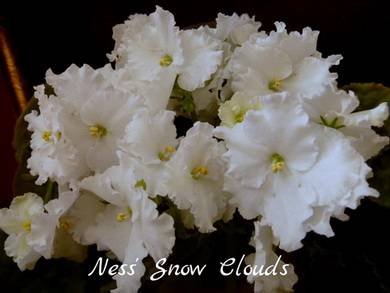 Ness'SnowClouds7